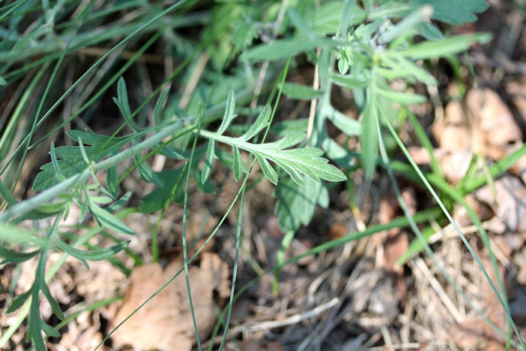 Scabiosa lucida?